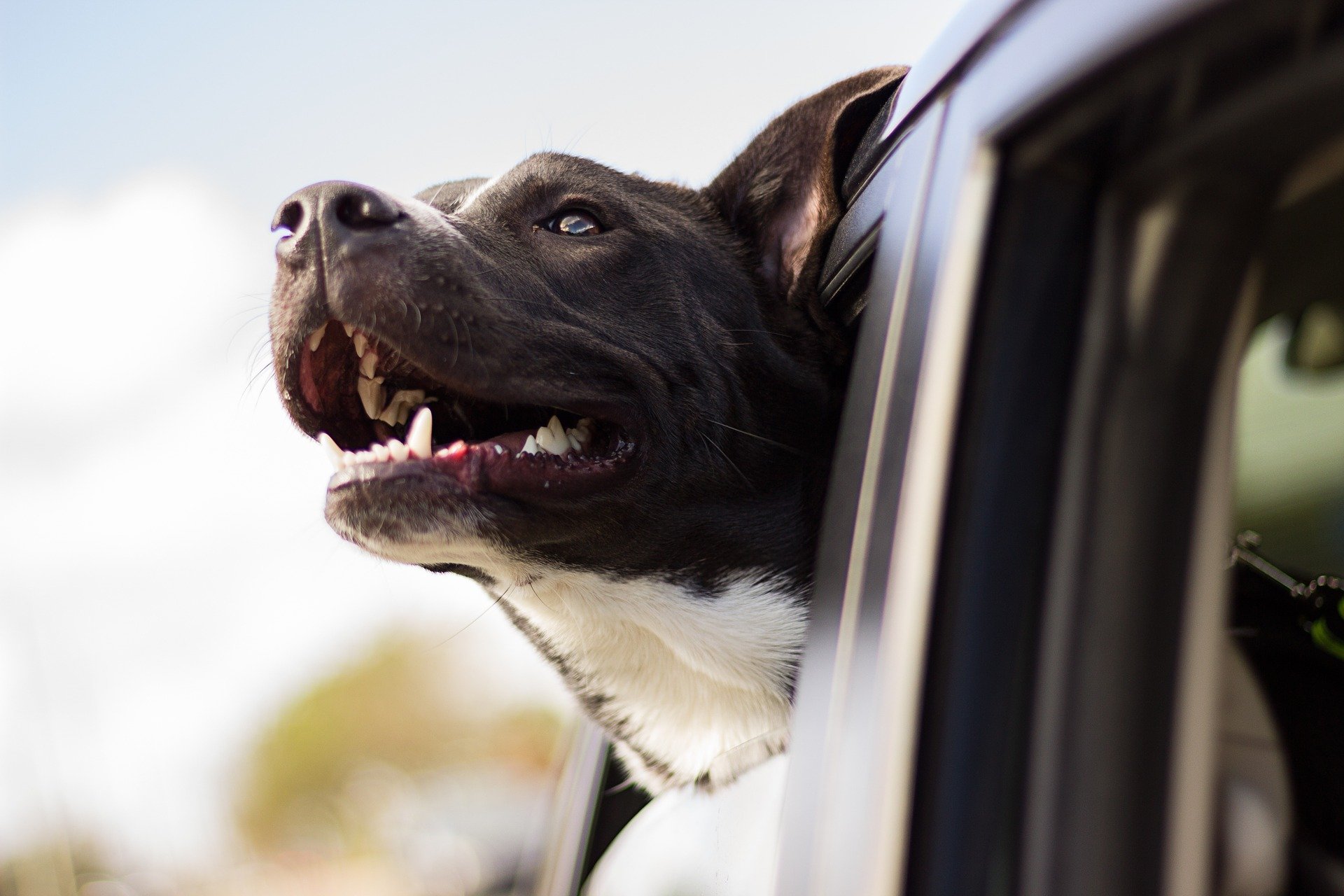 chien tête dehors véhicule